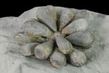 Jurassic Fossil Urchin (Firmacidaris) - Amellago, Morocco #139454-1